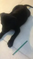 Cissa e Pelezinho