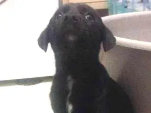 Cachorro raça Misturas com Dalmata/ labrador idade Abaixo de 2 meses nome Cissa e Pelezinho