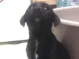 Cissa e Pelezinho