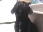 Cachorro raça Misturas com Dalmata/ labrador idade Abaixo de 2 meses nome Cissa e Pelezinho