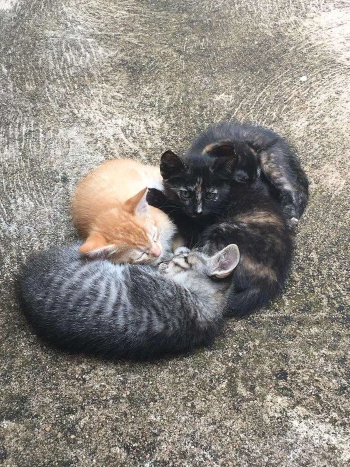 Gato ra a Sem raça definida  idade Abaixo de 2 meses nome Sem nome