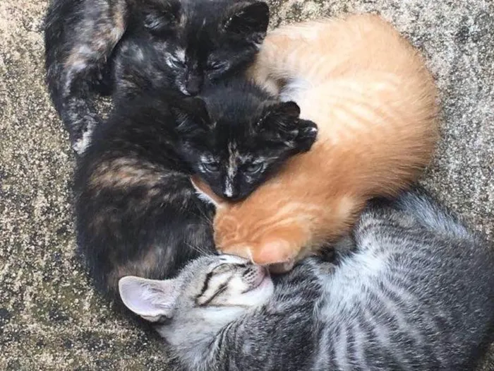 Gato ra a Sem raça definida  idade Abaixo de 2 meses nome Sem nome