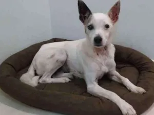 Cachorro raça SRD idade 2 anos nome Branca