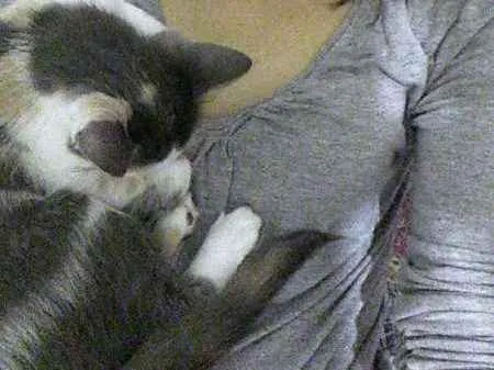 Gato ra a Vira lata idade 2 a 6 meses nome Blanca