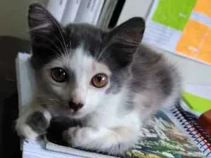 Gato raça Vira lata idade 2 a 6 meses nome Blanca