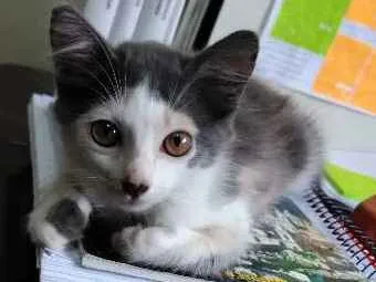 Gato ra a Vira lata idade 2 a 6 meses nome Blanca