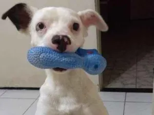 Cachorro raça  idade 1 ano nome Dean