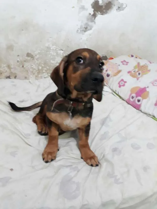 Cachorro ra a Indefinida idade 2 a 6 meses nome Cindy
