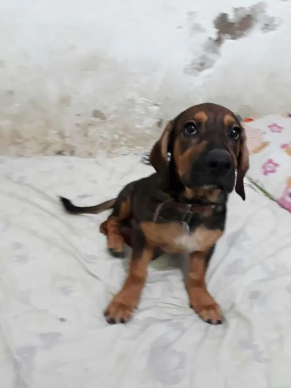 Cachorro ra a Indefinida idade 2 a 6 meses nome Cindy