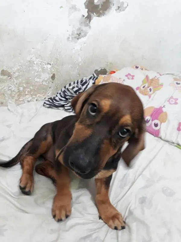Cachorro ra a Indefinida idade 2 a 6 meses nome Cindy