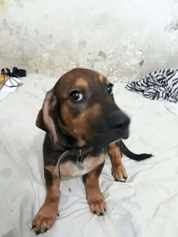 Cachorro ra a Indefinida idade 2 a 6 meses nome Cindy