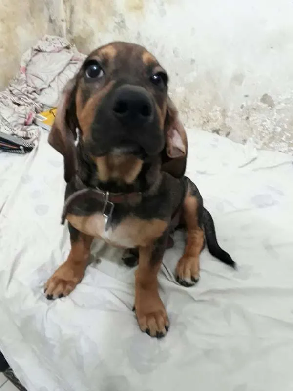 Cachorro ra a Indefinida idade 2 a 6 meses nome Cindy
