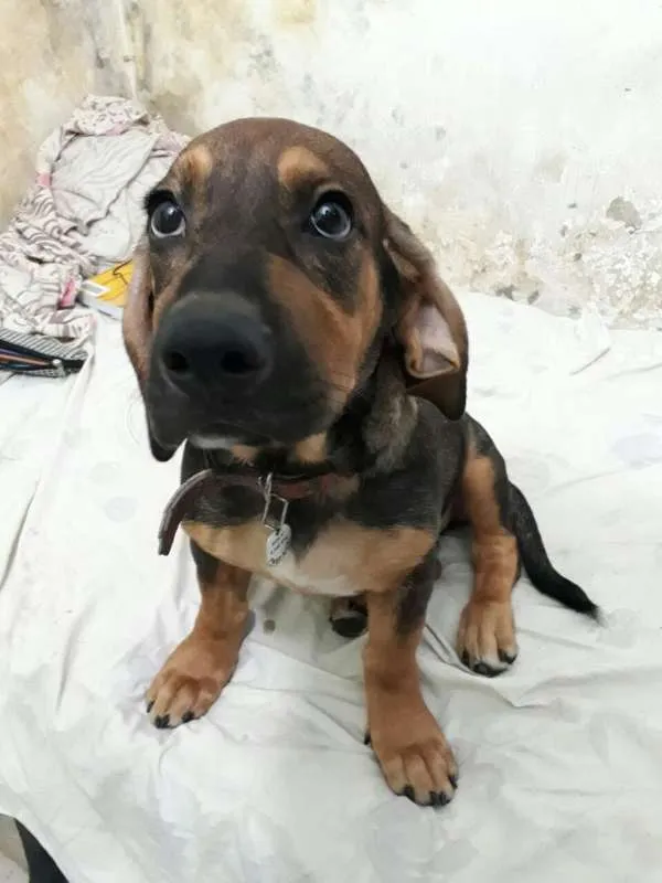 Cachorro ra a Indefinida idade 2 a 6 meses nome Cindy
