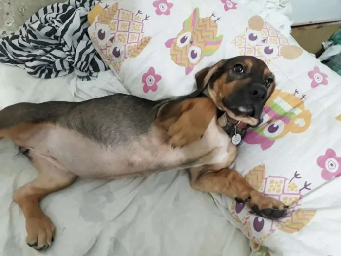 Cachorro ra a Indefinida idade 2 a 6 meses nome Cindy