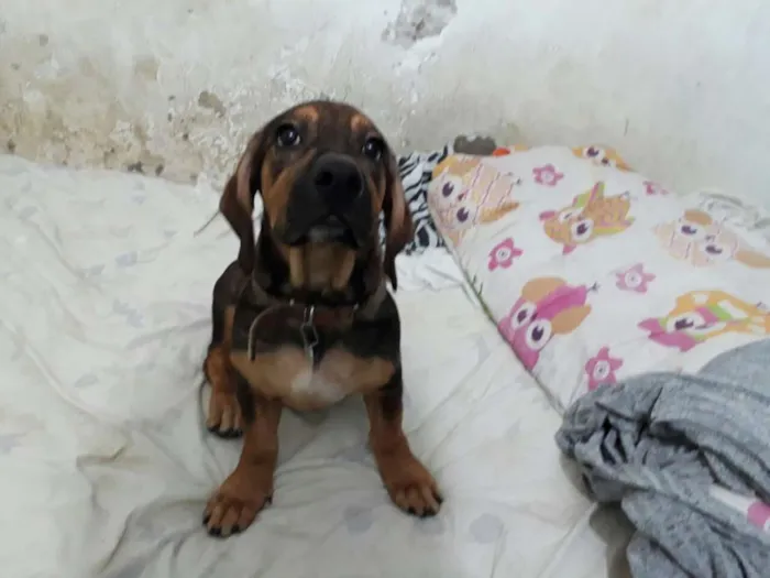 Cachorro ra a Indefinida idade 2 a 6 meses nome Cindy
