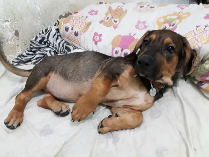 Cachorro ra a Indefinida idade 2 a 6 meses nome Cindy