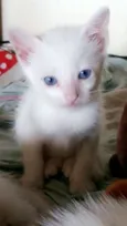 Lili