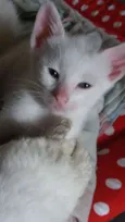 Lili