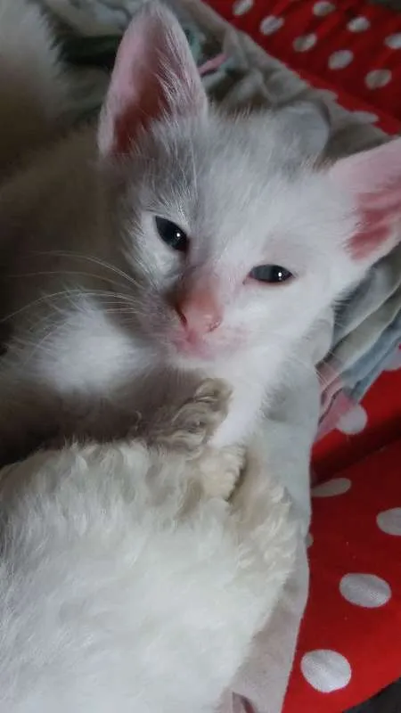 Gato ra a srd idade Abaixo de 2 meses nome Lili
