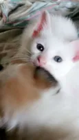Lili