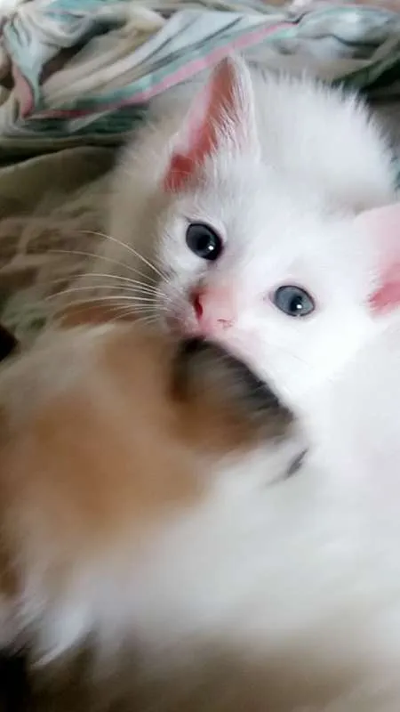 Gato ra a srd idade Abaixo de 2 meses nome Lili