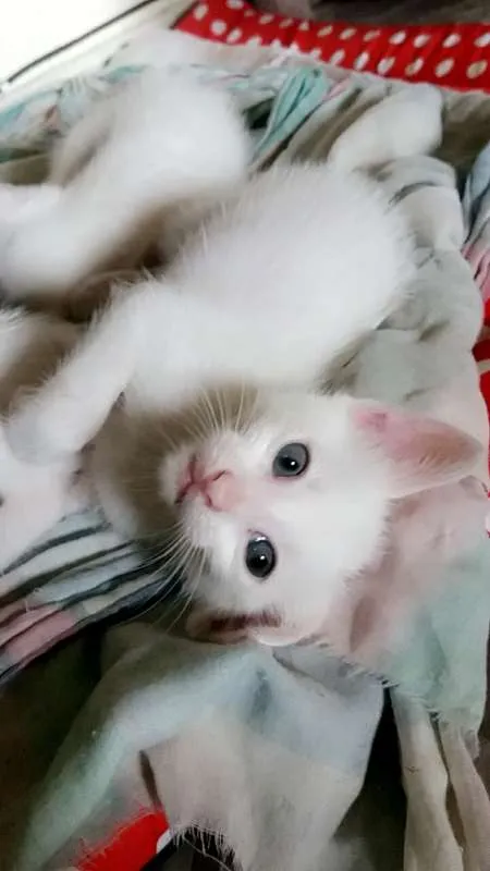 Gato ra a srd idade Abaixo de 2 meses nome Lili