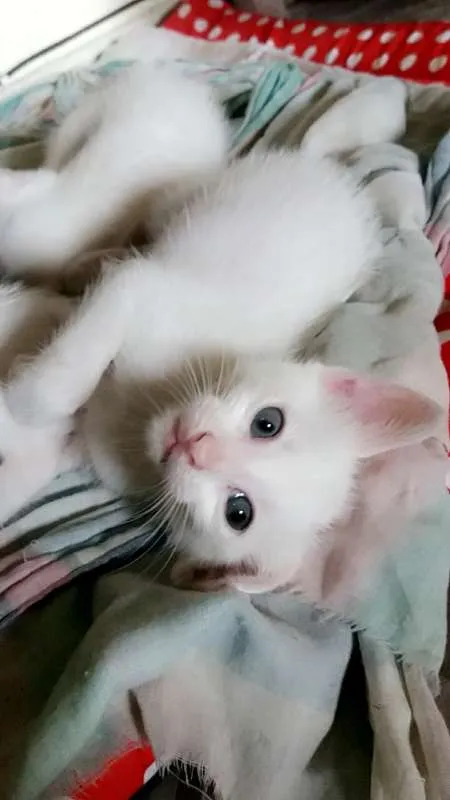 Gato ra a srd idade Abaixo de 2 meses nome Lili