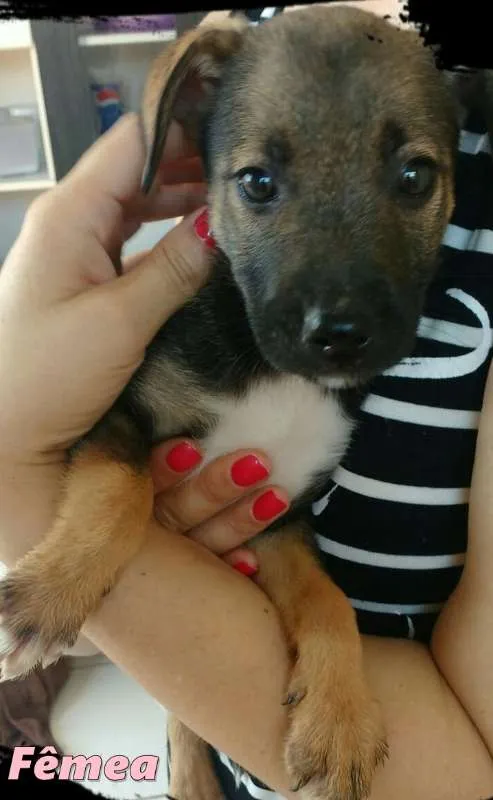 Cachorro ra a SRD idade 2 a 6 meses nome Metralha