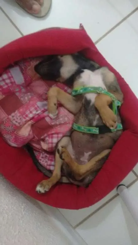 Cachorro ra a SRD idade 2 a 6 meses nome Metralha
