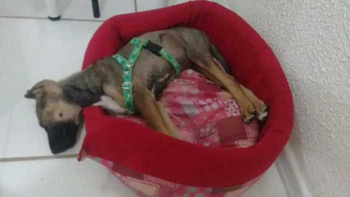 Cachorro ra a SRD idade 2 a 6 meses nome Metralha