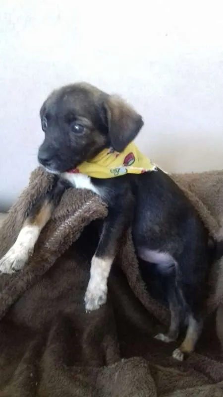 Cachorro ra a SRD idade 2 a 6 meses nome Bolinha  