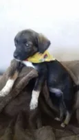 Bolinha