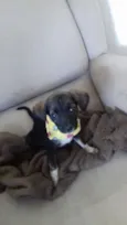 Bolinha