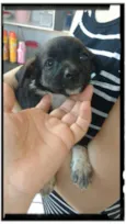 Bolinha