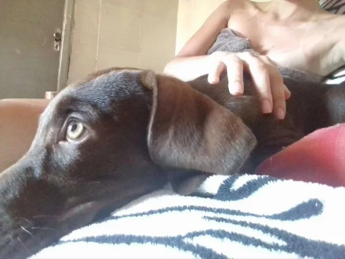 Cachorro ra a SRD idade 2 a 6 meses nome Lupita
