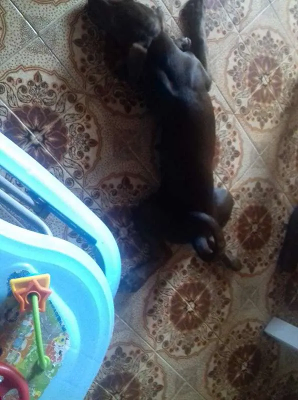 Cachorro ra a SRD idade 2 a 6 meses nome Lupita