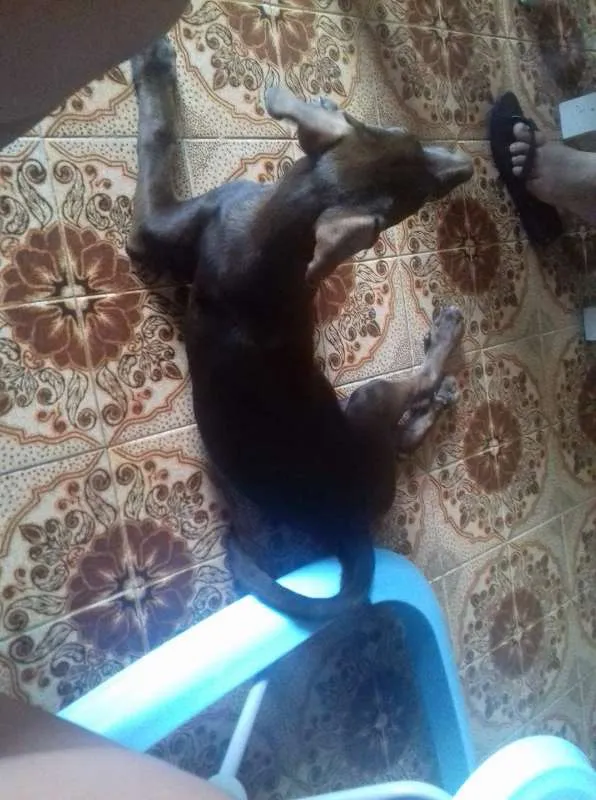 Cachorro ra a SRD idade 2 a 6 meses nome Lupita