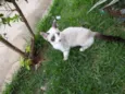 Pequena