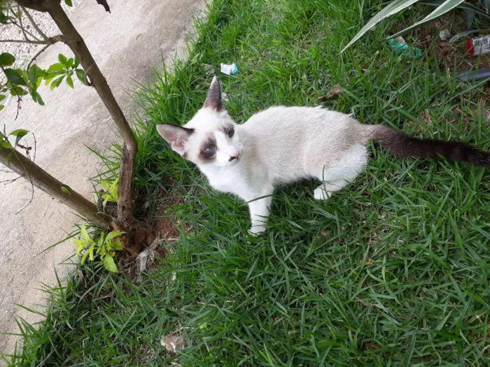 Gato raça Viralata idade 2 a 6 meses nome Pequena