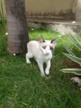 Pequena