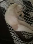 Pequena