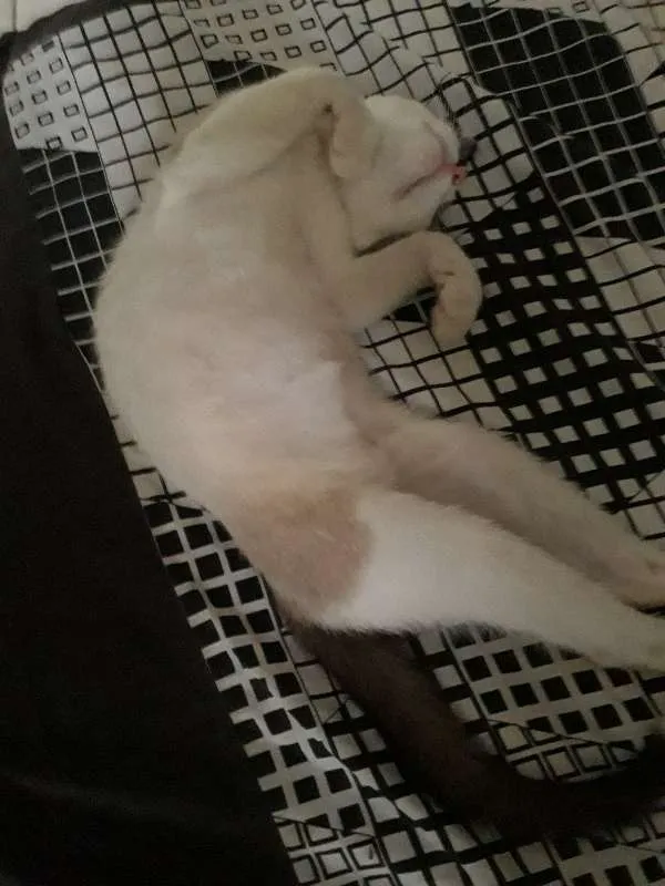 Gato raça Viralata idade 2 a 6 meses nome Pequena