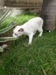 Pequena