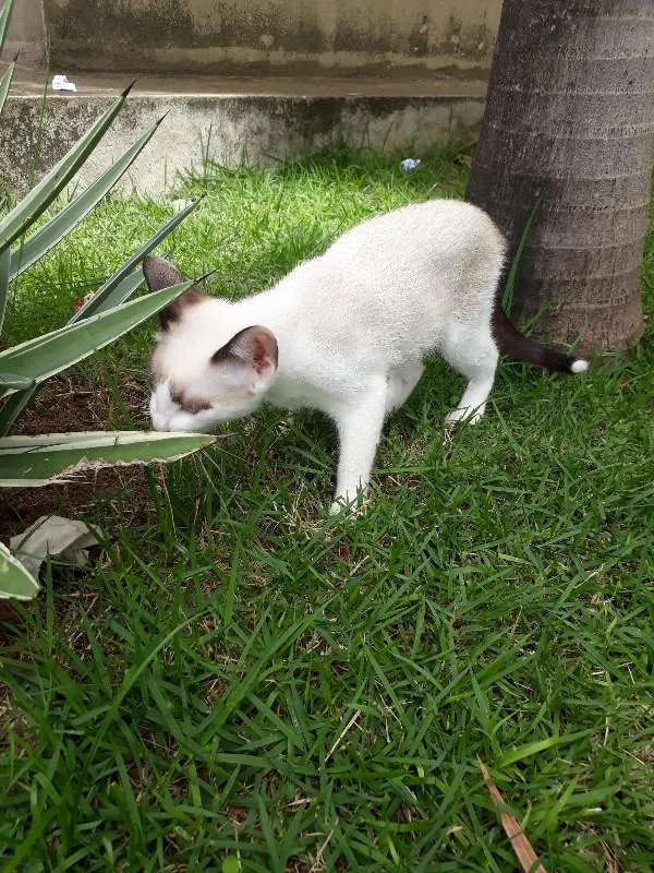 Gato raça Viralata idade 2 a 6 meses nome Pequena