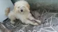 Bob