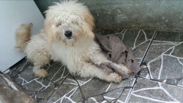 Cachorro ra a Pooble idade 1 ano nome Bob