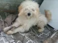Bob
