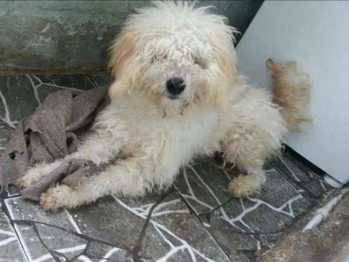 Cachorro ra a Pooble idade 1 ano nome Bob