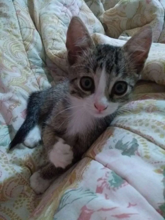 Gato ra a Sem raça idade 2 a 6 meses nome Lupita(mas pode muda