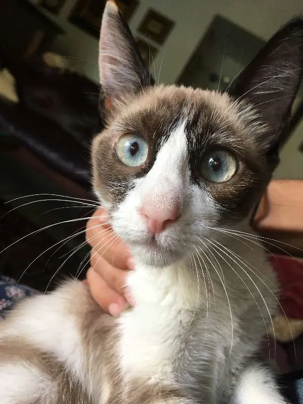Gato ra a Siamês idade 7 a 11 meses nome Marrie